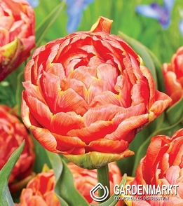 Tulipan Pełny Orange Flavour 5 szt.