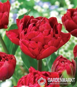 Tulipan Pełny Salcido 5 szt.