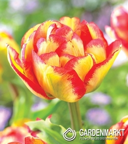 Tulipan Pełny Mayfair 5 szt.