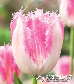 Tulipan Strzępiasty Huis Ten Bosch 5 szt.