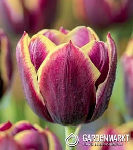 Tulipan Triumph Maiburg 5 szt.