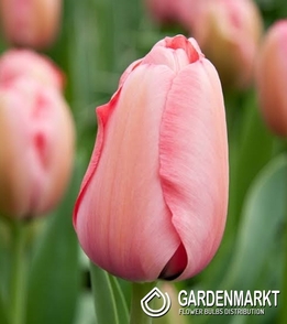 Tulipan Darwina Salmon Impression 5 szt.