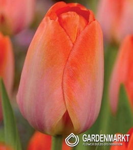 Tulipan Darwina Orange Van Eijk 5 szt.