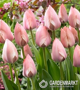 Tulipan Darwina Salmon Van Eijk 5 szt.
