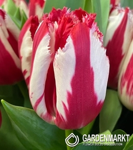 Tulipan Strzępiasty Happy Clown 5 szt.