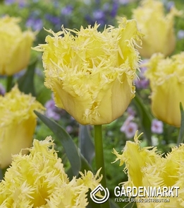 Tulipan Strzępiasty Fringed Lady 5 szt.