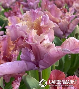 Tulipan Triumph Vovos 5 szt.