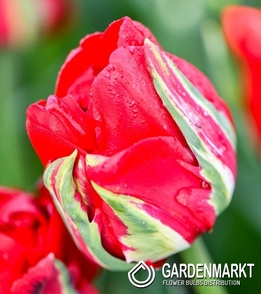 Tulipan Triumph Ile D’amour 5 szt.