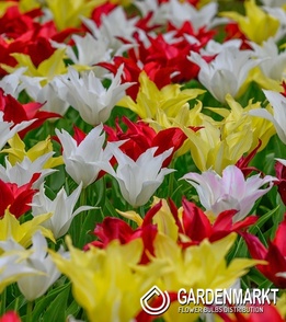 Tulipan Liliokształtny Tres Chic Festival 5 szt.