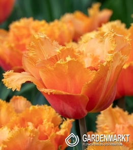 Tulipan Strzępiasty Orange Passion 5 szt.