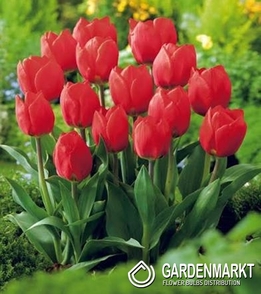 Tulipan Fostera Red Purissima 5 szt.