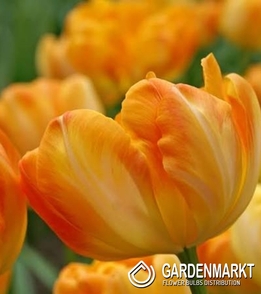 Tulipan Pełny Summer Sun 5 szt.