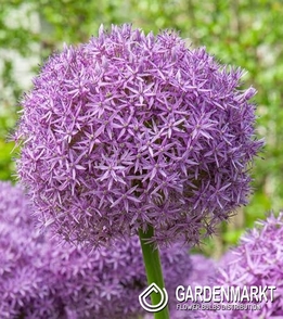 Allium - Czosnek Ozdobny Lucky Balloons 5 szt.