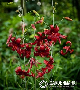 Lilia Tygrysia Red Velvet 1 szt.