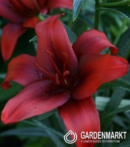 Lilia Azjatycka Rapid Red 1 szt.