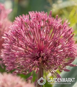 Allium - Czosnek Ozdobny Nevskianum 1 szt.