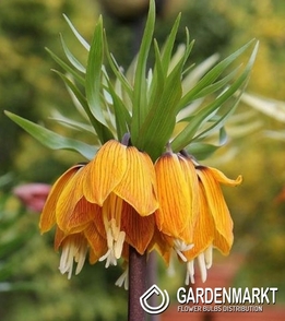 Fritillaria – Szachownica Cesarska Korona Dynamic Beauty 1 szt.
