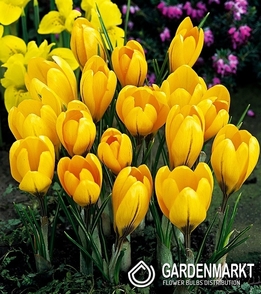 Krokus Wielkokwiatowy Golden Yellow 10 szt.