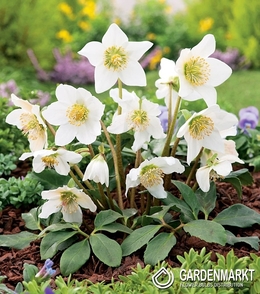 Helleborus - Ciemiernik White Sadzonka Doniczka P9