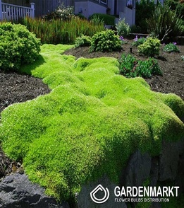Karmnik Green Moss 1 szt.