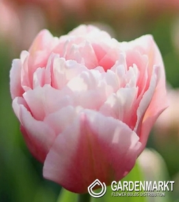 Tulipan Pełny Dreamer 5 szt.