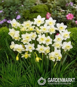 Narcissus - Narcyz Botaniczny Pueblo 5 szt.