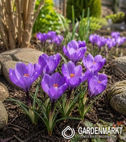 Crocus vernus - Krokus Wielkokwiatowy Charente 10 szt.