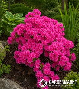 Rhododendron obtusum - Azalia japońska Kermesina Rose 1 szt.