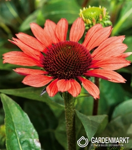 Echinacea-Jeżówka Red Mangus 1 szt.