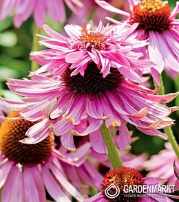 Echinacea-Jeżówka Double Decker 1 szt.