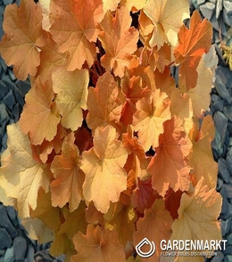 Heuchera Cappuccino 1 szt.