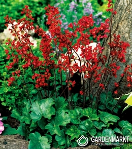 Heuchera Sanguinea-Żurawka Krwista 1 szt.