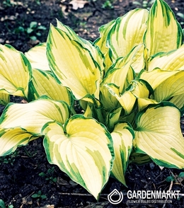 Hosta - Funkia Albopicta 1 szt.