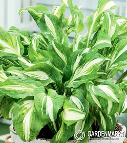 Hosta - Funkia Mediovariegata 1 szt.