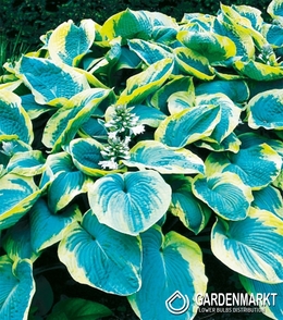 Hosta - Funkia Francess Williams 1 szt.