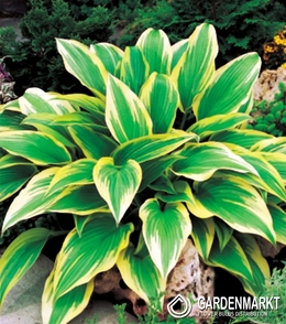 Hosta - Funkia Aureomarginata 1 szt.