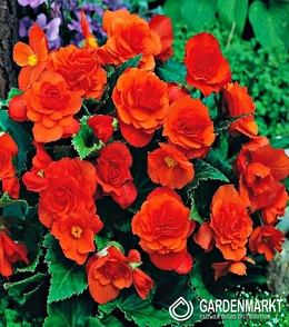 Begonia Multiflora Pomarańczowa 1 szt.