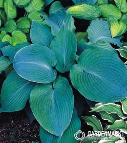 Hosta - Funkia Blue Angel 1 szt.