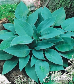 Hosta - Funkia Halcyon 1 szt.