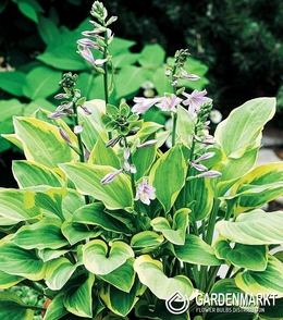 Hosta - Funkia Golden Tiara 1 szt.