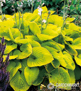 Hosta - Funkia August Moon 1 szt.
