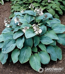 Hosta - Funkia Empress Wu 1 szt.