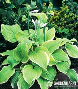 Hosta - Funkia Winter Snow 1 szt.