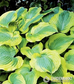 Hosta - Funkia Satisfaction 1 szt.