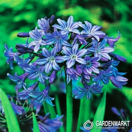 Agapanthus-Agapant Niebieski 1 szt.