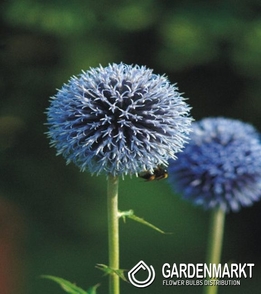 Echinops Ritro 1 szt.
