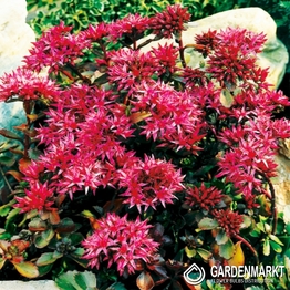 Sedum Spurium-Rozchodnik Kaukaski 1 szt.