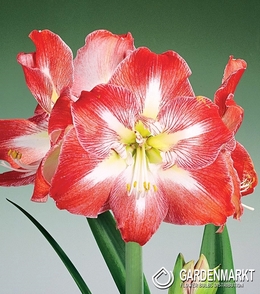 Hippeastrum- Amarylis Minerva 1 szt.