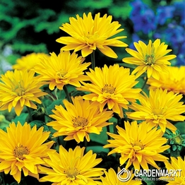 Heliopsis-Słoneczniczek 1 szt.