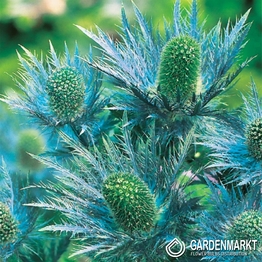 Eryngium Alpinum-Mikołajek Alpejski 1 szt.